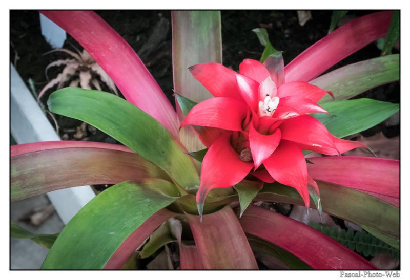 #jardinssuspendus #fleurs #lehavre #pascal-photo-web #normandie #seine-maritime #76 #france #nord #ouest #patrimoine