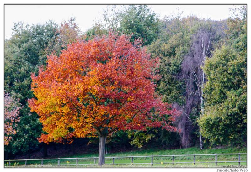#autonme #couleur #parcderouelle #arbre #autonme #lehavre #pascal-photo-web #normandie #seine-maritime #76 #france #nord #ouest #patrimoine