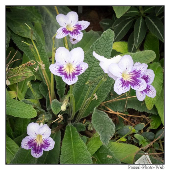 #jardinssuspendus #fleurs #lehavre #pascal-photo-web #normandie #seine-maritime #76 #france #nord #ouest #patrimoine