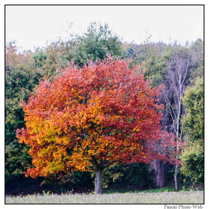  #parcderouelle #arbre #autonme #lehavre #pascal-photo-web #normandie #seine-maritime #76 #france #nord #ouest #patrimoine#autonme #couleur