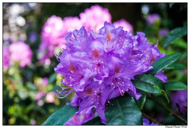 #hortansia #autonme #couleur #arbre #lehavre #pascal-photo-web #normandie #seine-maritime #76 #france #nord #ouest #patrimoine