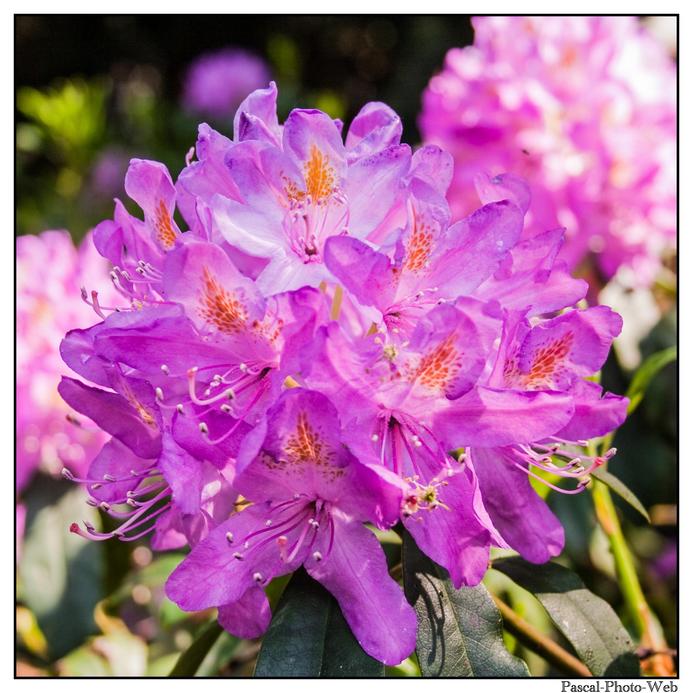 #lehavre #pascalphotoweb #parc #hortansia #autonme #couleur