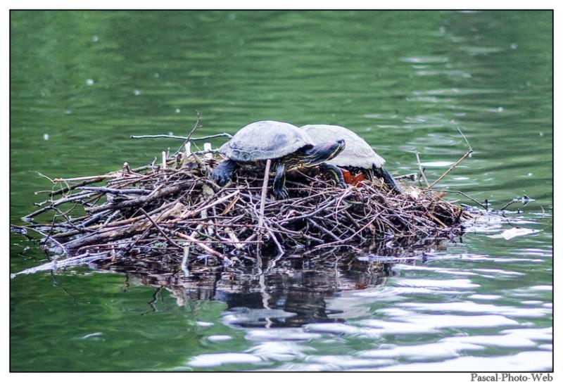 #parcderouelle #arbre #autonme #lehavre #pascal-photo-web #normandie #seine-maritime #76 #france #nord #ouest #patrimoine