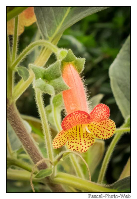 #jardinssuspendus #fleurs #lehavre #pascal-photo-web #normandie #seine-maritime #76 #france #nord #ouest #patrimoine