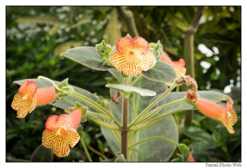 #jardinssuspendus #fleurs #lehavre #pascal-photo-web #normandie #seine-maritime #76 #france #nord #ouest #patrimoine