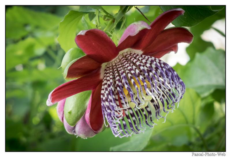 #jardinssuspendus #fleurs #lehavre #pascal-photo-web #normandie #seine-maritime #76 #france #nord #ouest #patrimoine