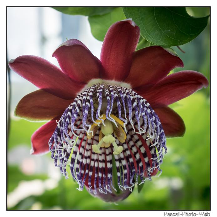 #jardinssuspendus #fleurs #lehavre #pascal-photo-web #normandie #seine-maritime #76 #france #nord #ouest #patrimoine