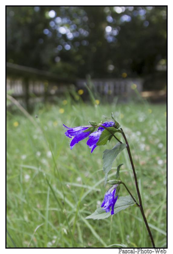 #Sainte-adresse #pascal-photo-web #normandie #seine-maritime #76 #france #nord #ouest #parc_de_la_roseraie
